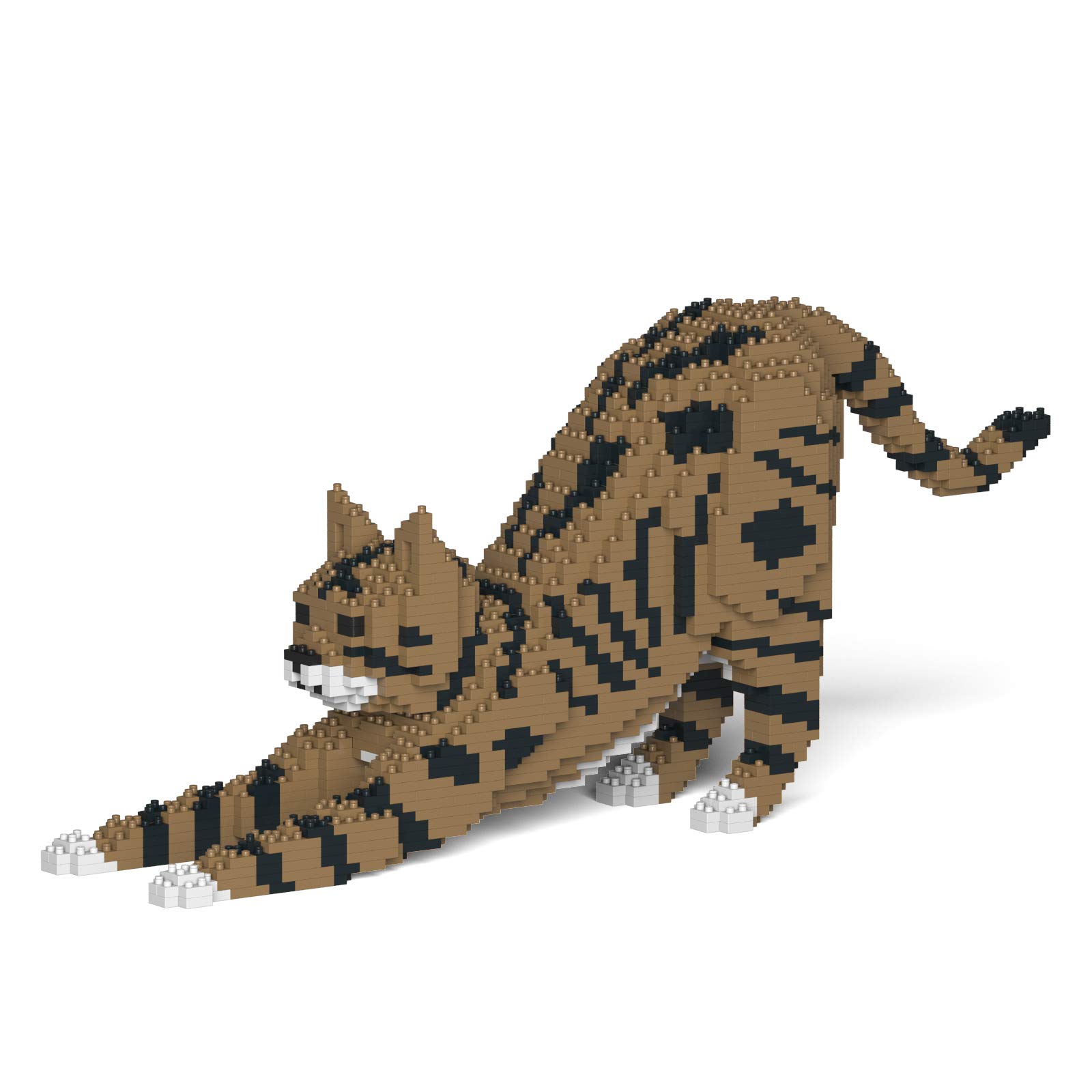 Brown Tabby Cat