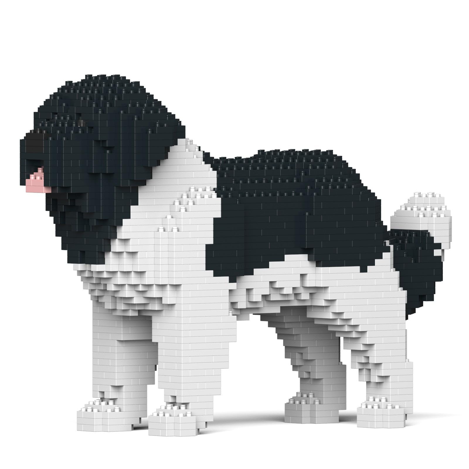 Newfoundland Dog